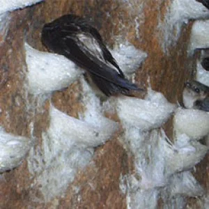 Чистые Натуральные съедобные гнезда поставляются в пластиковой коробке 100 г с премиум птичьим гнездом