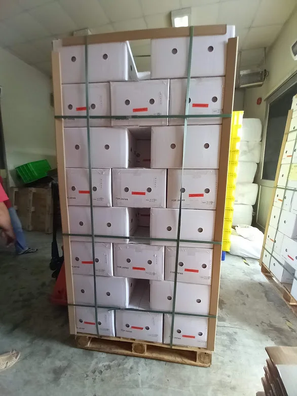 Свежий фрукт дракона из Вьетнама красный/белый высокое качество и быстрая доставка 0084947900124