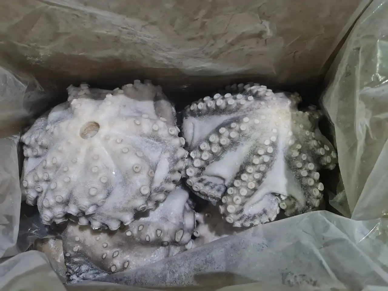 Frozen Octopus long arm whole cleaned IQF from India