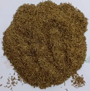 Egyptian Caraway Seeds  Wholesale High Purity Single Spices Herbs