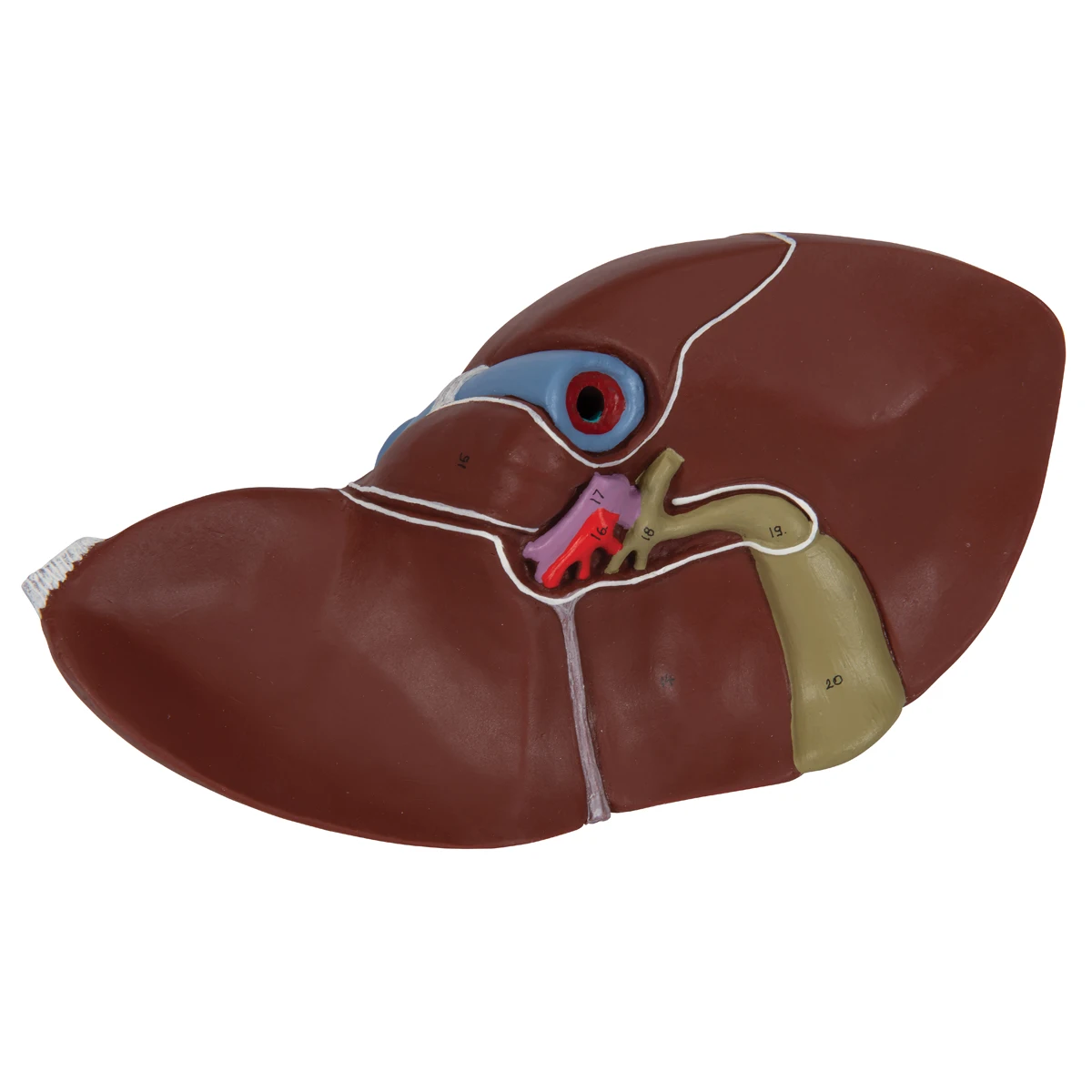 Human Liver With Gall Bladder Laboratory or Teaching Biology human anatomy model Radical