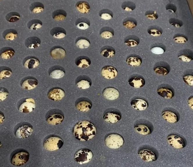 Premium Grade One Fertile Quail Eggs On Sale