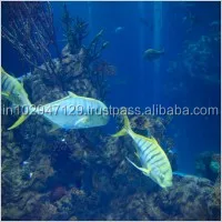 Биологический продукт для здоровых и активных аквариумных рыб