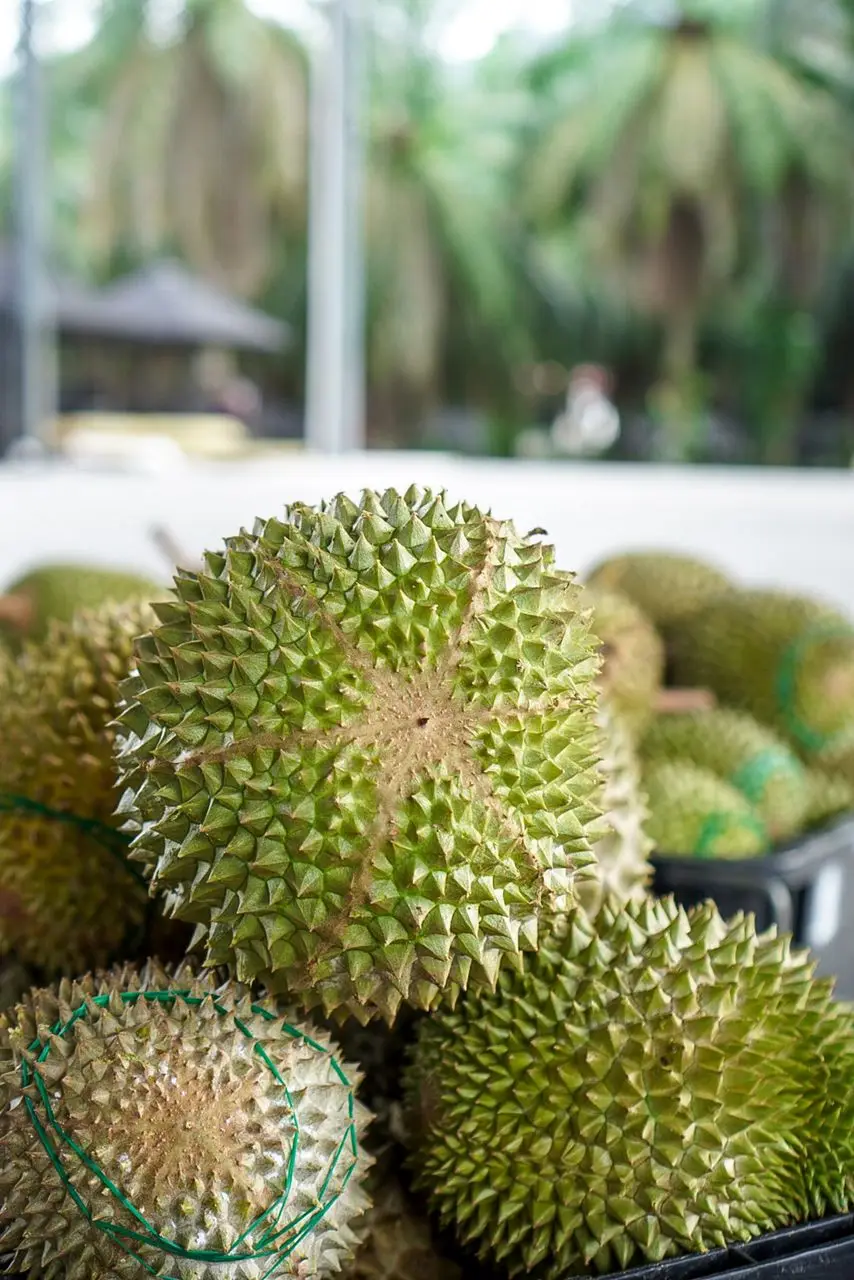 Замороженная дурийская целлюлоза Musang King из малайзии