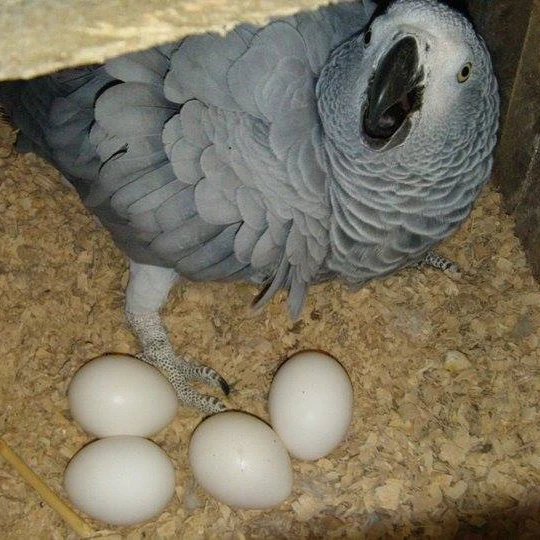 
Fresh Parrot Fertile Eggs and Parrots For Sale 