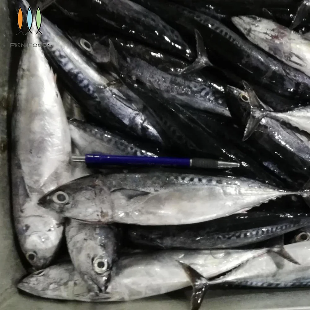 Purse Seiner Fresh Nature Seasonal Frozen Seafood Auxis Rochei Bonito with Box Packaging From Vietnam