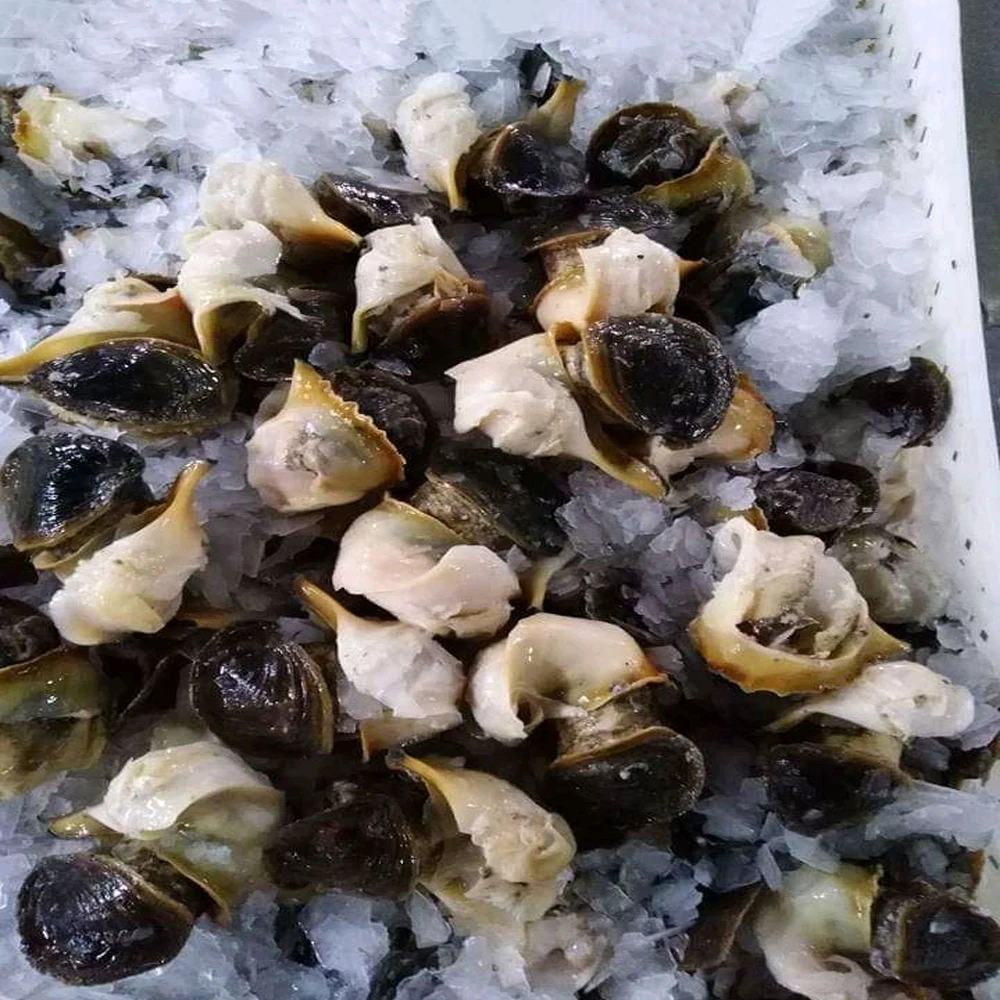 
Abalone Dried Conch Meat - Frozen Abalone Preserved Premium Quality Seafood Snacks 