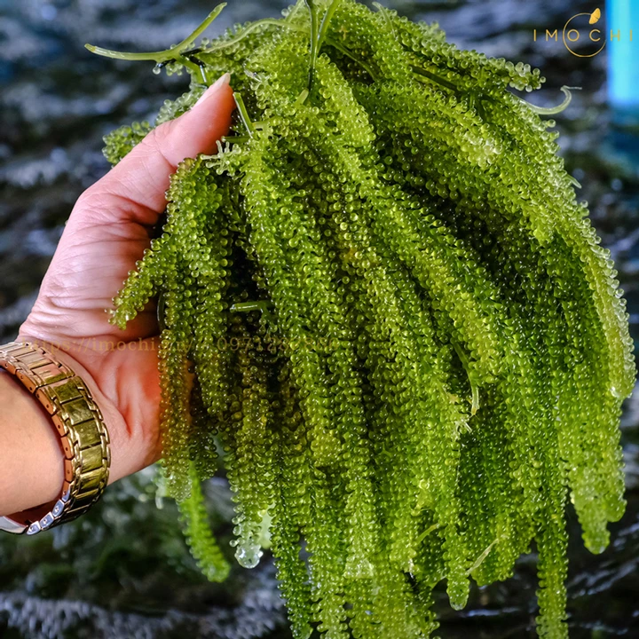  100% натуральный свежий морской виноград готов к отправке-морской виноград/морские водоросли из Вьетнама. Г-жа Сэнди (+ 84 587 176 063)