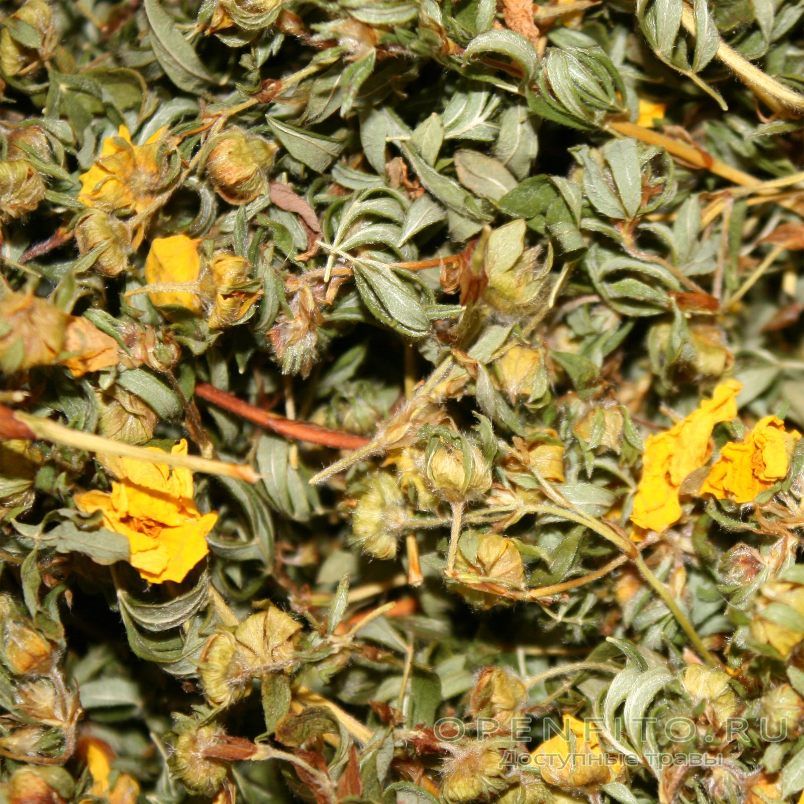 High quality kuril tea