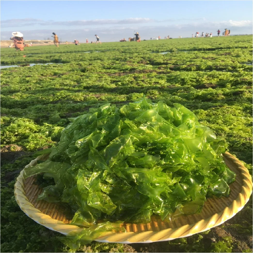 Fertilizer Green Seaweed Powder /Green Seaweed Meal For Animal Feed