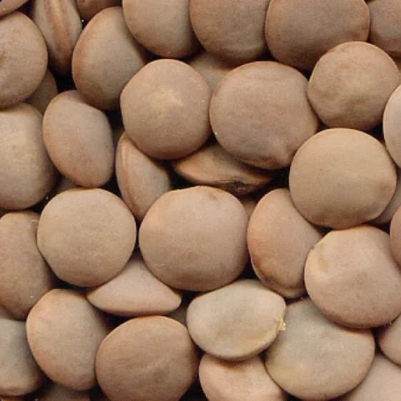 
Jumbo - Australian Large Red Lentils 