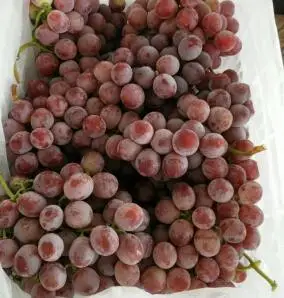 
Fresh Grapes (Seedless / Seeded, Black, Green, Red) For Sale 