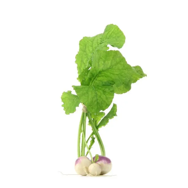 Fresh radish turnip