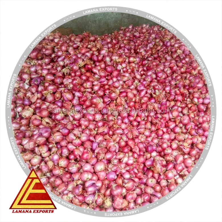 Indian Podisu New Crop for Export Malaysia Singapore