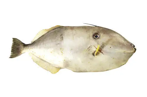 Premium Quality Wholesale Leather Jacket Fish For Sale In Cheap Price