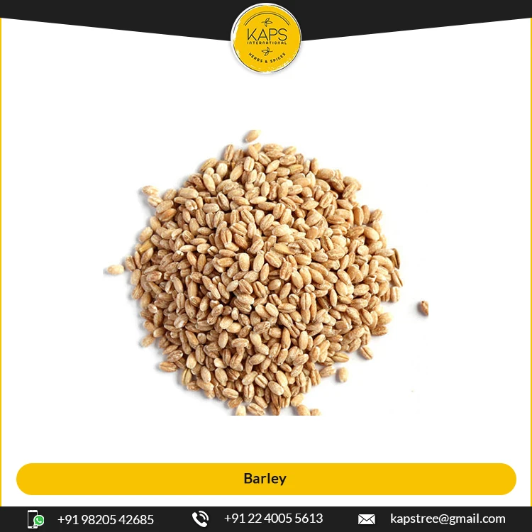 Top Listed Supplier Selling Luxury Quality Dried Barley Seeds at Best Competitive Price