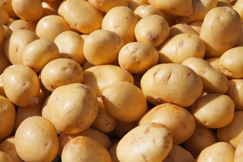 Fresh Potatoes with High Quality