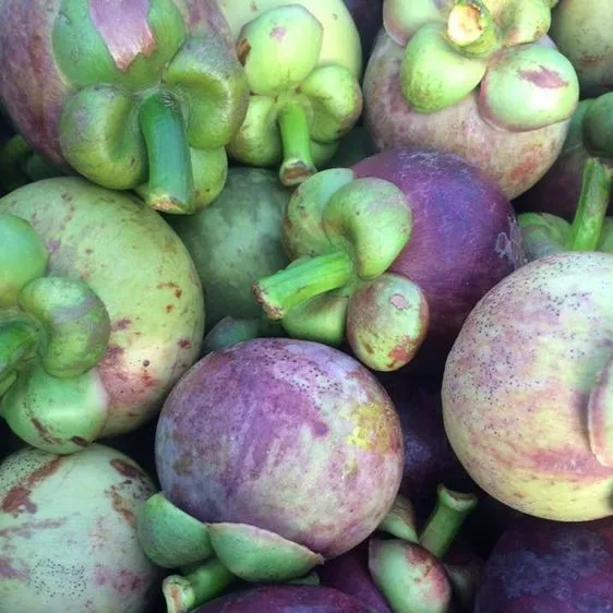 Fresh Fruit With Good Price 2021 - Mangosteen Fruit Sweet Taste