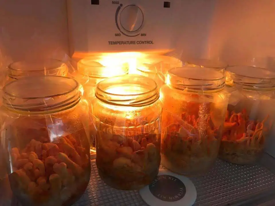 Производитель высушенный гриб культивированный Кордицепс военный/доступный качество