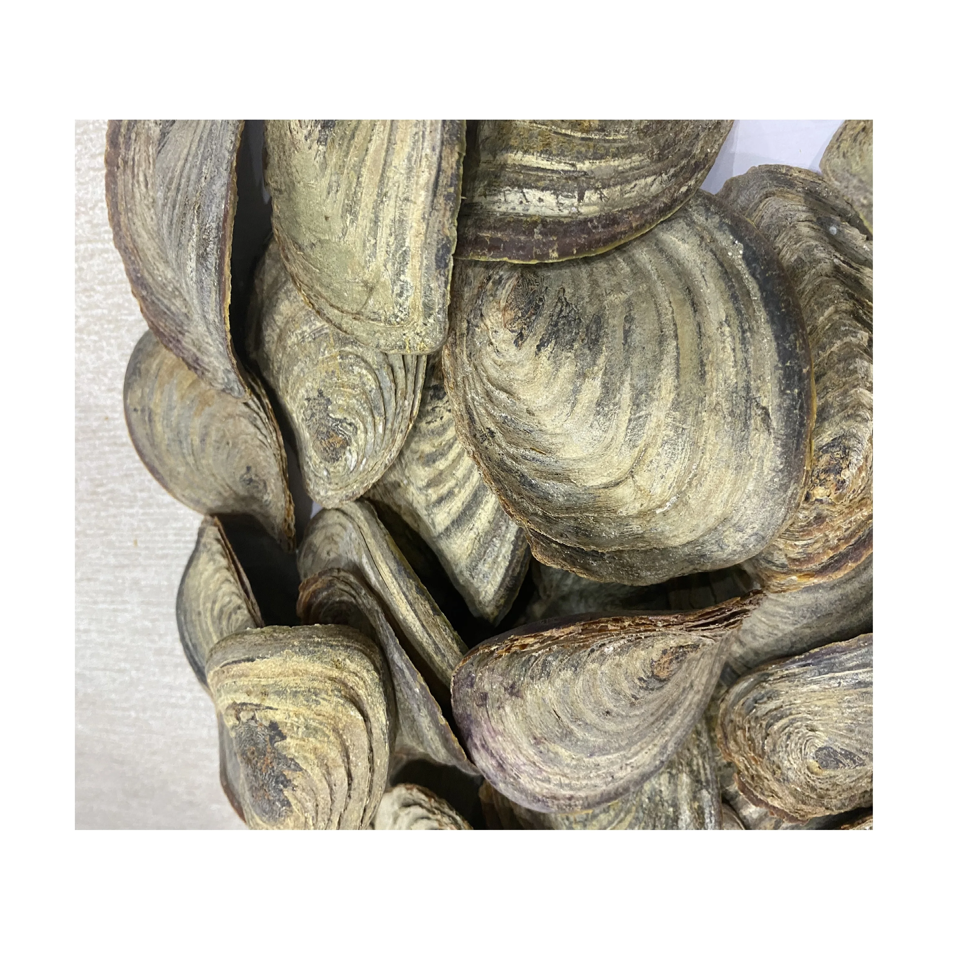Direct Selling Dried Murex Operculum Sea Shell Snail Shell From Vietnam