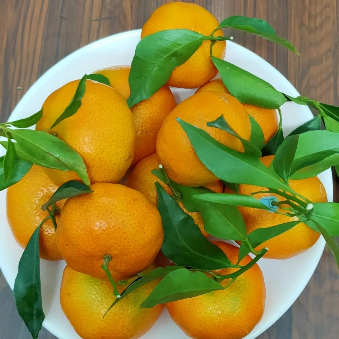 Vietnam Mandarin orange (Tangerine) fresh fruit- Premium, high quality, clean farming, VietGap, prestige, attractive price