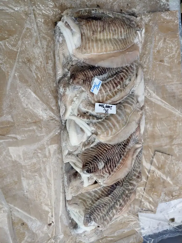 Frozen Cuttlefish whole from india, block frozen ,land frozen cuttlefish