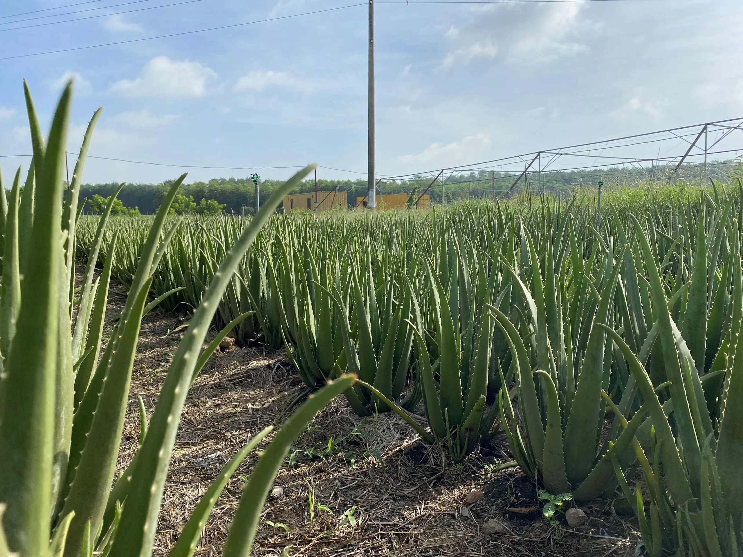 Viet Nam Organic Fresh Vegetables 100 % Homemade Aloe Vera with Perfect Useful Beauty Pharmaceutical  Functions