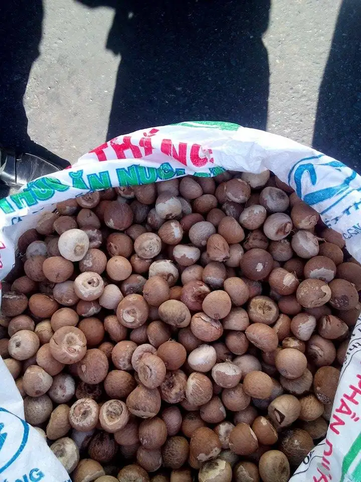 Сушеные цельные орехи BETEL/орехи ARECA из Вьетнама, низкая цена (Kaylin + 84 817092069), 99 золотых данных