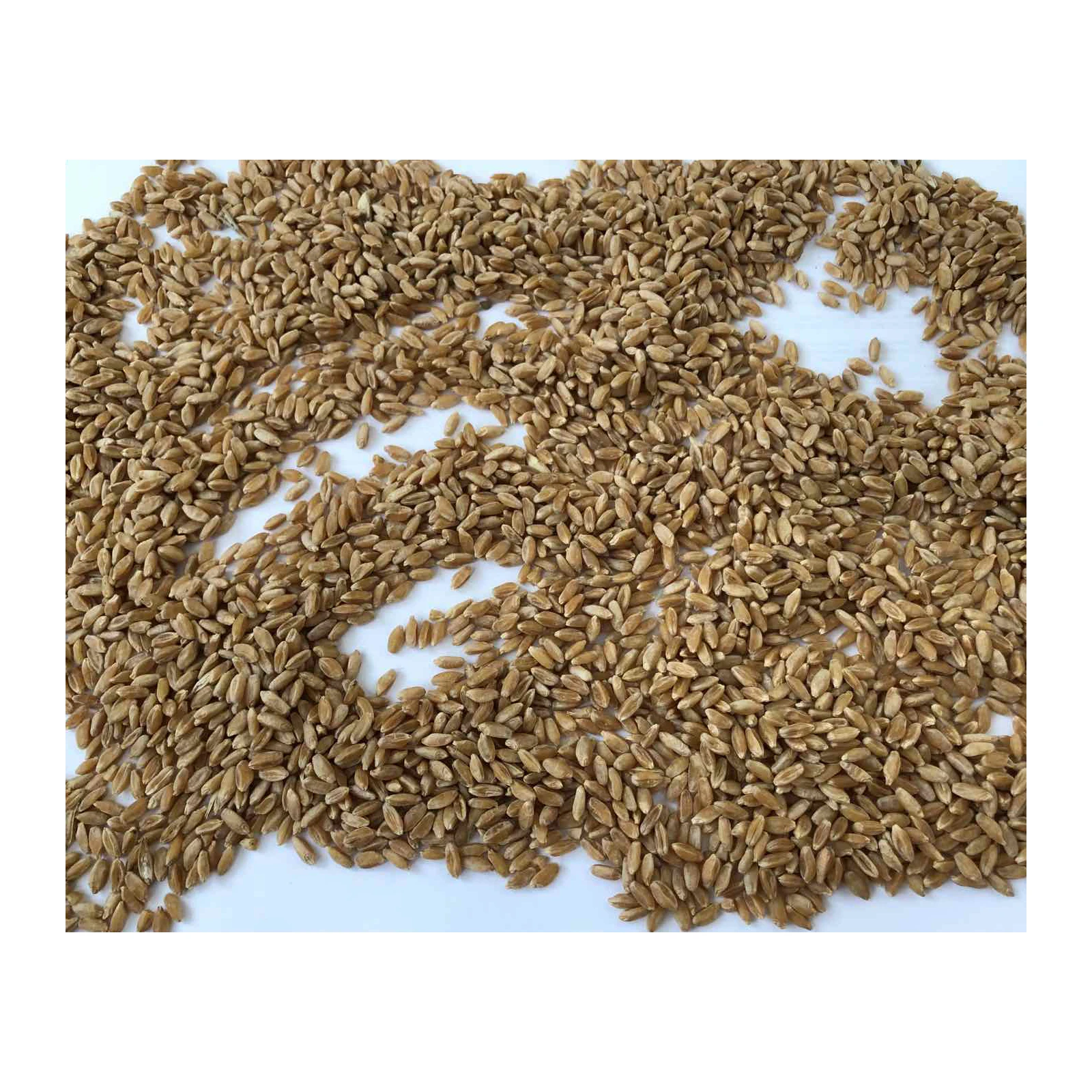 
High quality organic grain in bulk, wholesale prices 