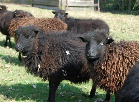 Ouessant sheep,cow,camel,sheep,goat,ox,bull