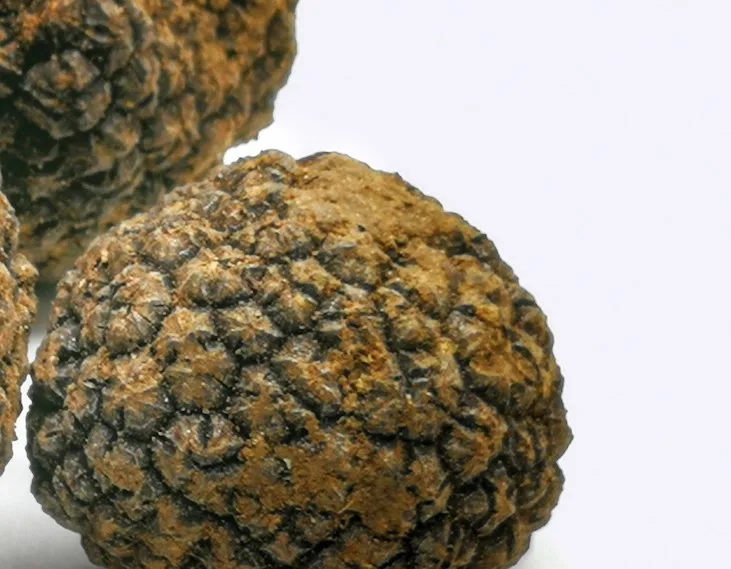  100% итальянский тосканский белый трюфель клубок Magnatum Pico