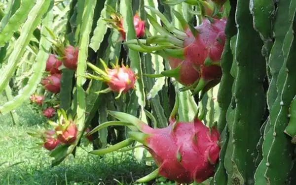 New crop good fresh dragon fruit white / red flesh  high quality from Viet Nam