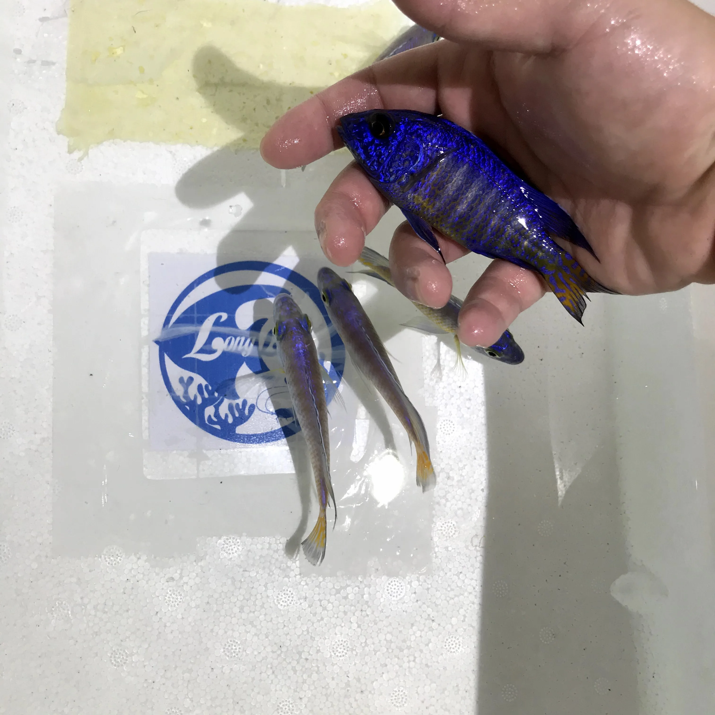 
Farm bred Aulonocara stuartgranti 