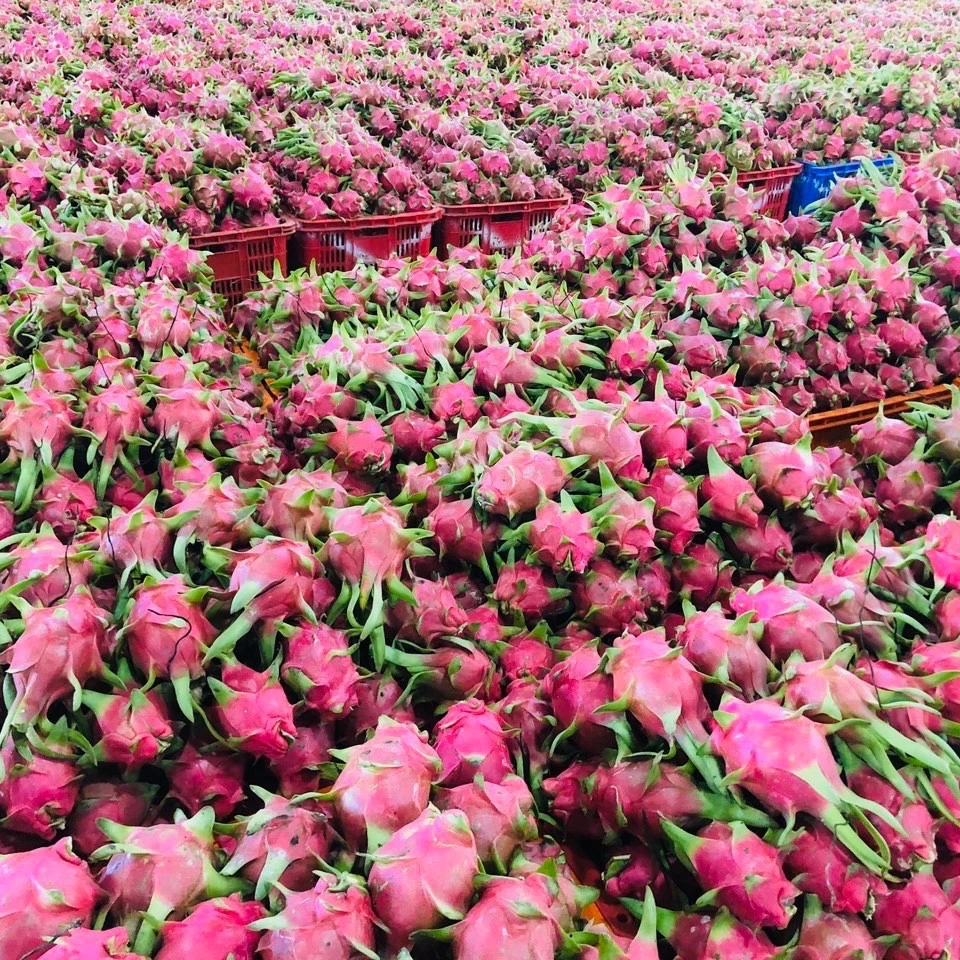 FRESH DRAGON FRUIT / FRESH DRAGON FRUIT FOR EXPORT FROM VIETNAM