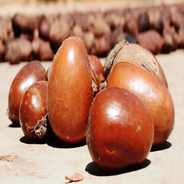 
Raw shea nuts 