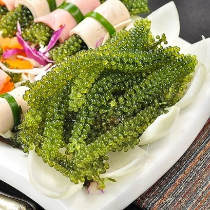 FRESH SEA GRAPES/ LATO / FOR SASHIMI / CANADIAN MARKET ( MS. NESSA +84 896611913 )
