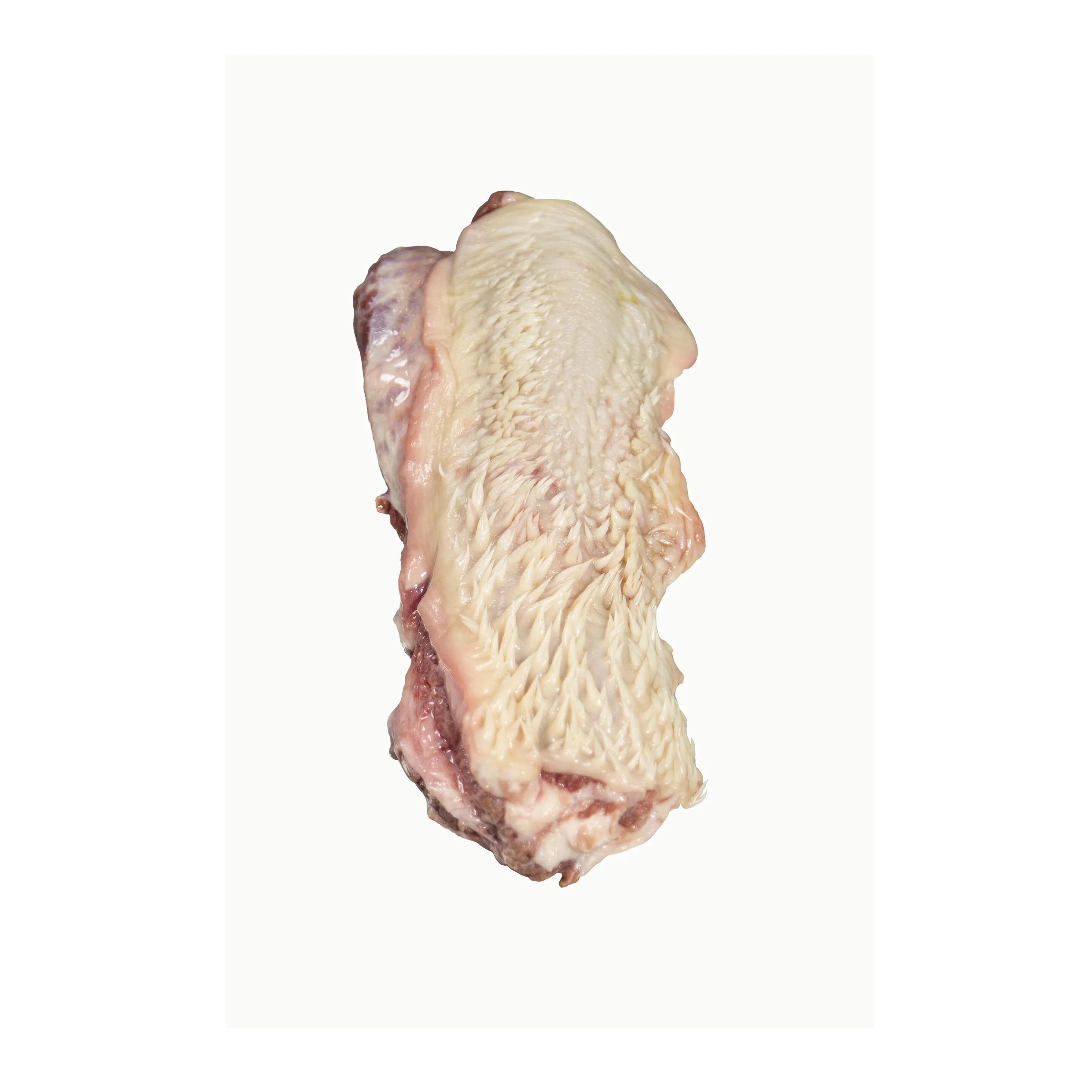 Cheapest Price Frozen Fresh Beef Lips , Frozen Beef Meat Available Here For selling in Bulk