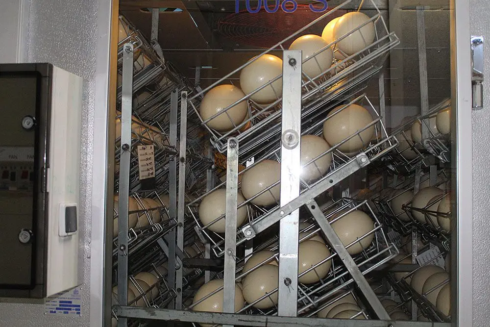 Свежие плодородные страусиные яйца для продажи