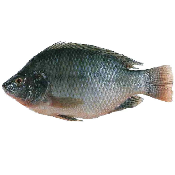 Лидер продаж оптовая продажа органические морепродукты лучшего качества замороженная рыба тилапии низкая цена из бангладеш