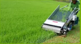 Best Selling & Top Quality Barley Sprout Powder, Organic Barley Sprout Powder from Haenam, South Korea