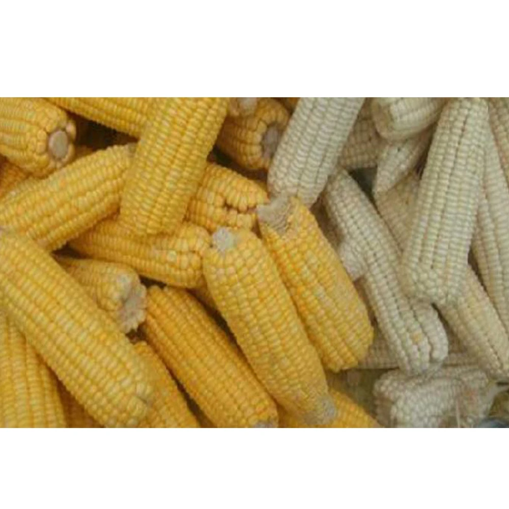 high quality wholesale yellow and white corn