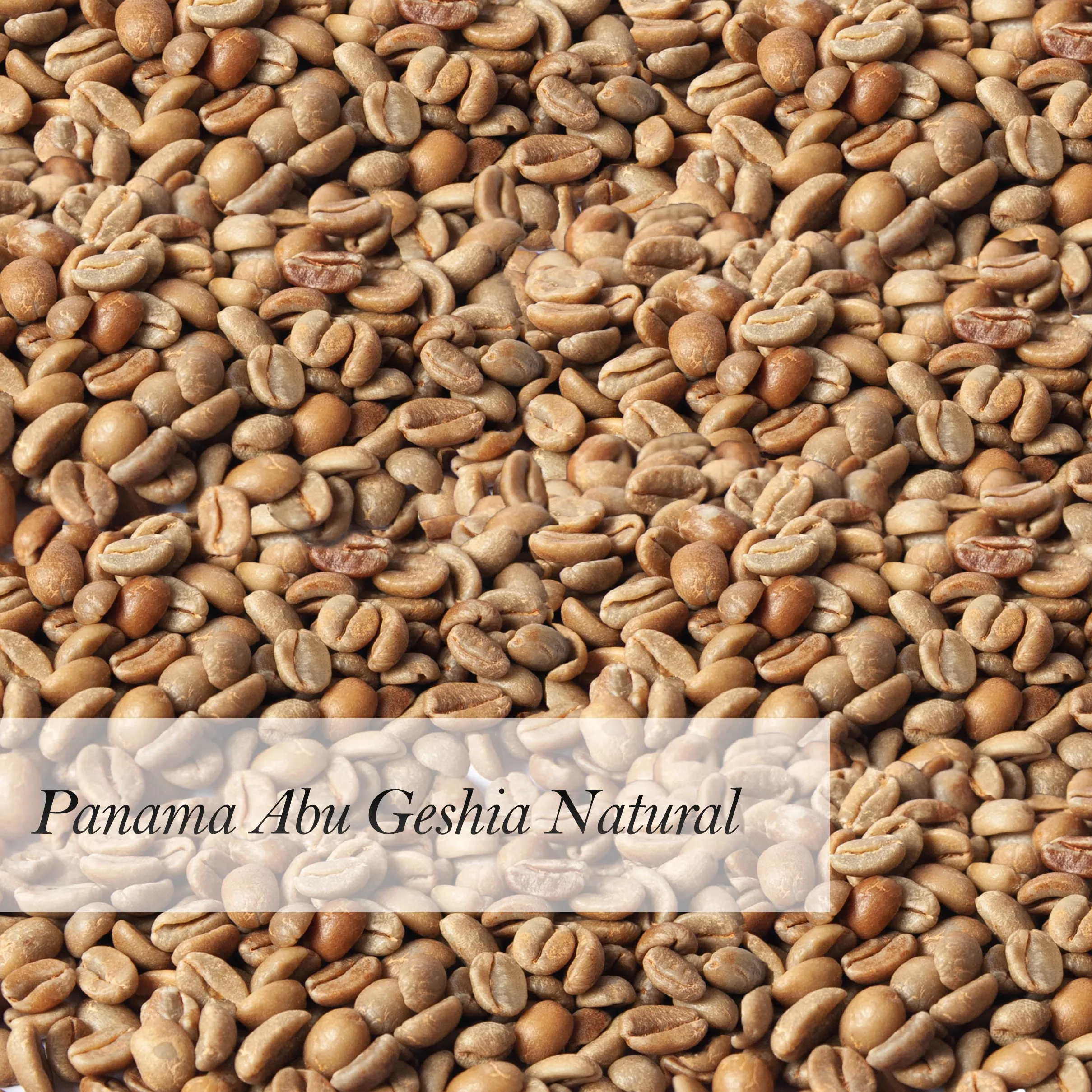 
Panama Abu Geshia Natural Arabica Green Coffee Bean Wholesale 