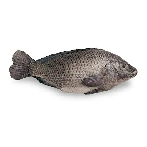 Frozen Tilapia Fish With Cheap Price Wholesale From Bangladesh