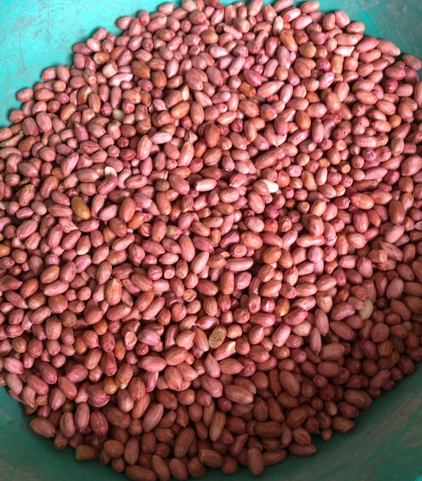 Natural Peanut Kernel and Groundnut
