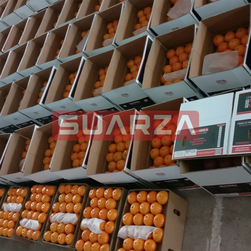 100% Fresh Mandarin Oranges (Kinnow Sargodha) Sweet And Juicy With Best Packaging, Competitive Pricing