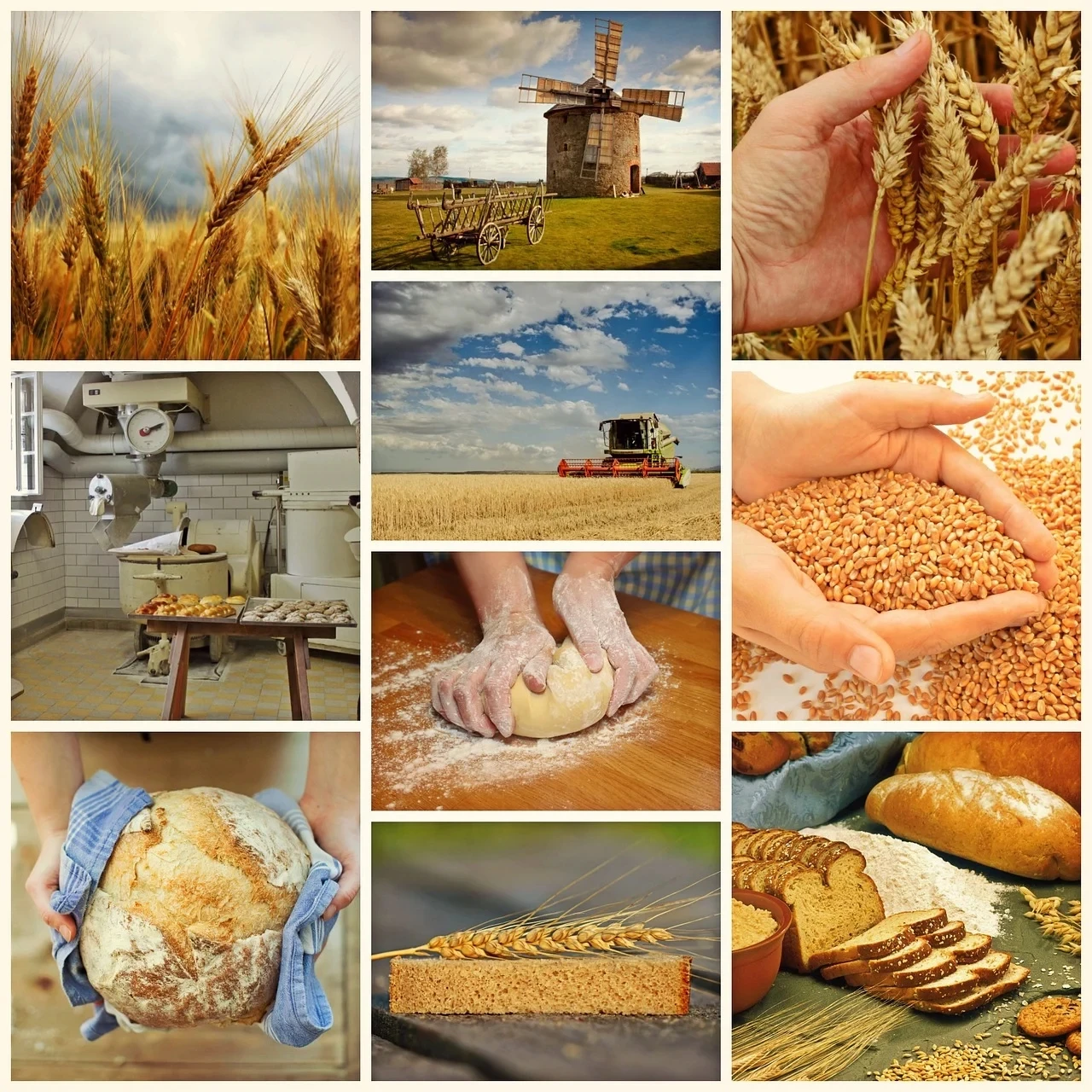 Bulk Wheat Grain Indian Sortex Wheat