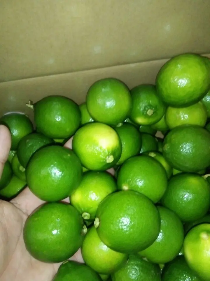 
FRESH SEEDLESS GREEN LEMON WITH CHEAP PRICE, WHATSAPP: +84937902846 
