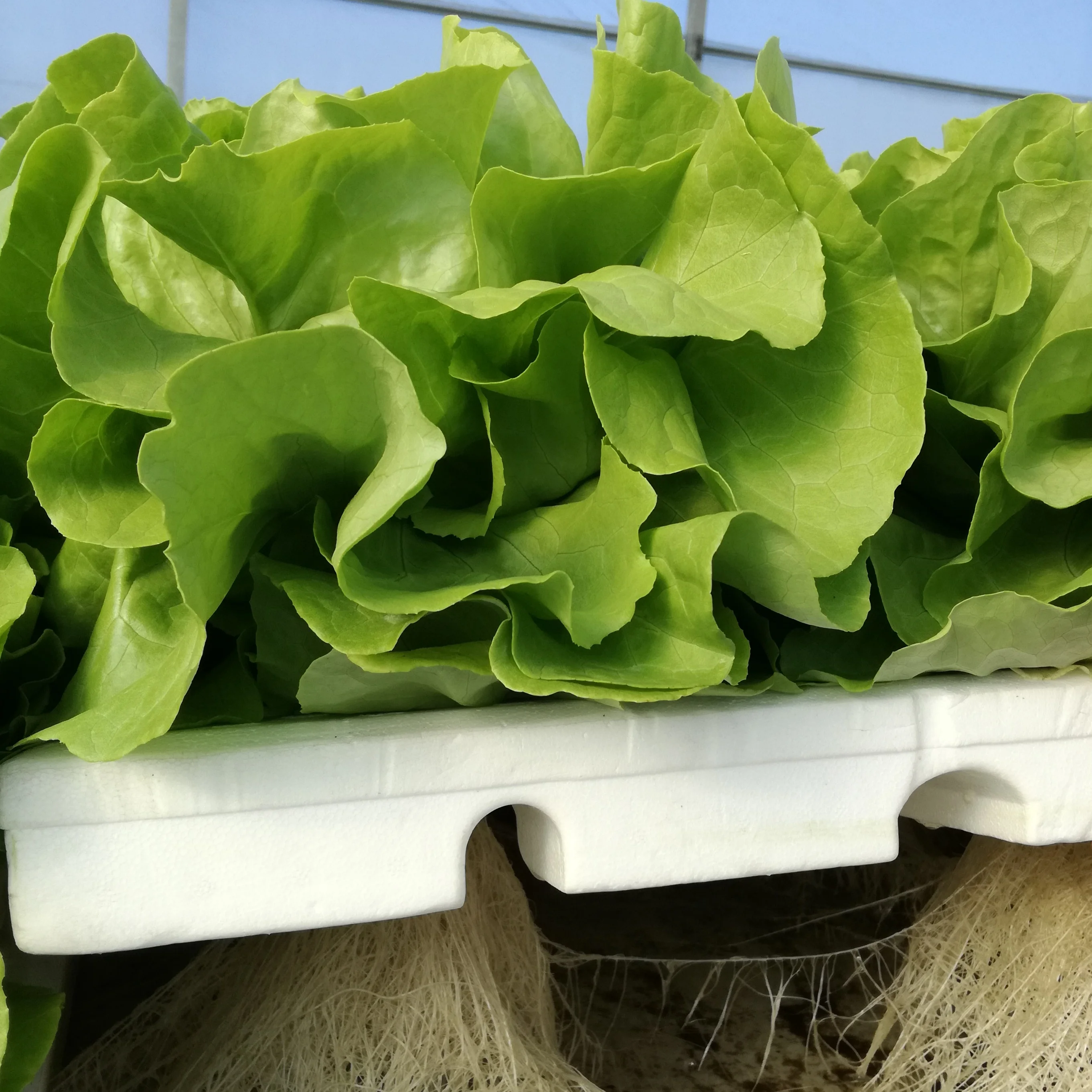 
Vertical Farming and Hydroponics for Commercial Greenhouses and Agriculture Indoor Systems 