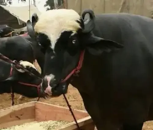 Nili-Ravi cows oxes bulls livestock cattle