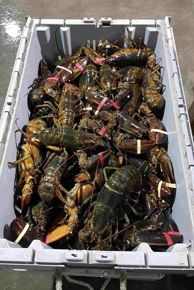 
Best Selling Lobster Fresh lobster Best Price _ High Quality- From Vietnamese 